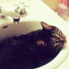 garote: (cat sink)