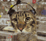 sdtj: (Rockin Cat)