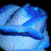 bleedingangel84: (Blue flower (rose?))