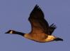 ivy: (canada goose flying)