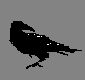 ivy: (grey hand-drawn crow)