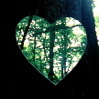 ivy: (forest heart close)