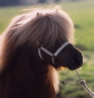 ivy: (textless pony)