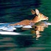 ivy: (deer)