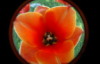 sal_amanda: (orange tulip)