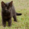 runs: (cat: in the field)