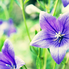 sparkythegeek: (Nature - Balloon Flowers)