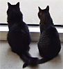 platypus: (windowcats - penny/toeffe tail)