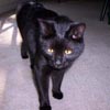 kittenmommy: (Ginny)