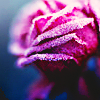 m_cobweb: (lavender rose)