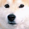 vixens: a shiba-inu contemplates (Default)