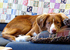 spiceofbroadway: (Bella on Couch)