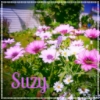 suzy: (FlowersPink)