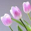 jennlk: (pink tulips)