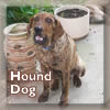 kyanoswolf: (hound dog)