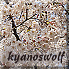 kyanoswolf: (spring)