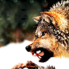 finalizes: (wolf: aggression)