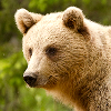 wildmage_daine: (brown bear - calm)