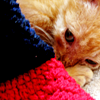 mewsing: Orange kitten hiding under afghan (make it stop)