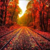 shopfront: Looking down a set of railroad tracks surrounded by red and yellow leaf covered trees with fallen leaves on ground (Stock - [Autumn] leaves are falling)
