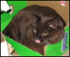 nouveau_monday: (kitty)