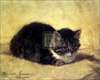jo: (kitten)