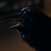 memories_of_me: (ZZZ Face the Raven)