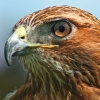 red_tailed_tobias: (hawk)