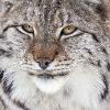wandererdragon: (lynx)