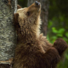 alpinebear: (joyful)