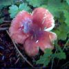 tylik: (russula)