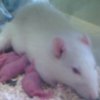 tylik: (ratties)
