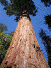 dianec42: Photo looking up at a sequoia tree (Sequoia)