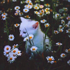nekhbet_love: (kitty garden)