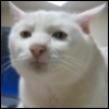 scribe_of_stars: This is serious post. (Serious Cat.)