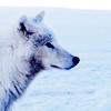 anissu: ([Wolves] Sideview)