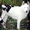 wendoggo: (piebald)