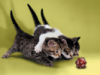 subtlegrey: d20 kittens (d20)