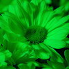 selarne: green flower (Default)