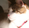 cainder: (Charlemagne under coffee table)