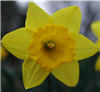 brickhousewench: (Daffodil)