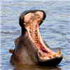 brickhousewench: (Hippo)