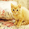 laulan: A photo of a marmalade kitten peering up at the camera with a tentative air. ([misc] mrrow?)