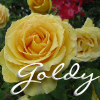fullygoldy: Yellow Roses (Goldy Rose)