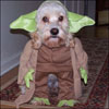 lessthanpie: (yoda dog)