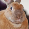 lessthanpie: (bunny disapproves)