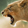 thestruggleisreal: Lioness roaring (lioness)