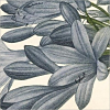 ozsaur: (Dark Flowers (P.J. Redoute))