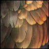 forthwritten: Wing feathers of a Bronze-Wing Pionus parrot. The colours are shades of bronze and brown, with some dark green hues (feathers)