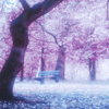 kalmialatifolia: a dreamlike picture of a park bench surrounded by sakura trees (0; that is where you'll find me)